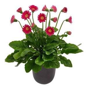 Gerbera-Garvinea-Cheeky-Hot-Pink