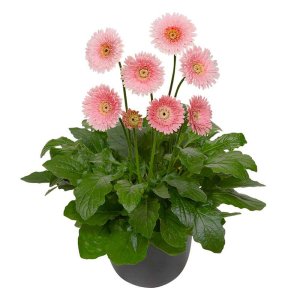 Gerbera-Garvinea-Majestic-Light-Pink