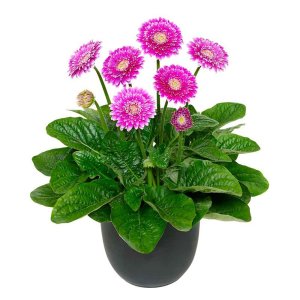 Gerbera-Garvinea-Majestic-Purple