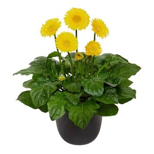 Gerbera-Garvinea-Majestic-Yellow