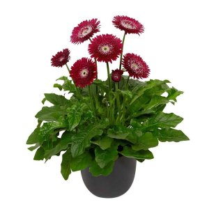 Gerbera-Garvinea-Majestic-Burgundy