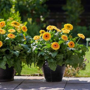 Gerbera-Patio-Painted-Desert