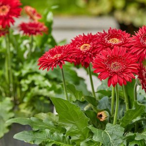 Gerbera-Patio-Pinnacles