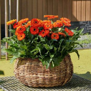 Gerbera-Patio-Volcanoes