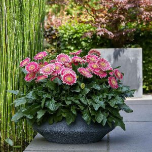 Gerbera-Patio-Capitol-Reef