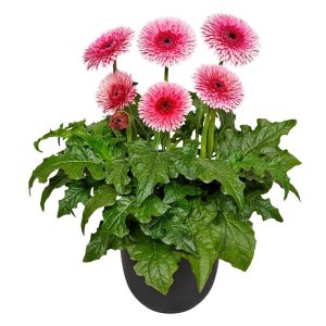 Gerbera-Patio-Daintree