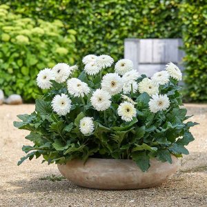 Gerbera-Patio-Glacier