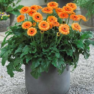 Gerbera-Patio-Great-Smokey-Mountains