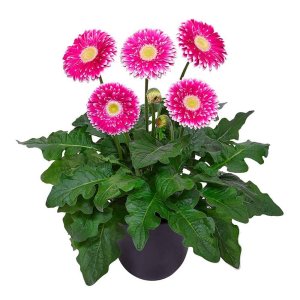 Gerbera-Patio-Hot-Springs