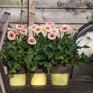 Gerbera-Patio-Karoo