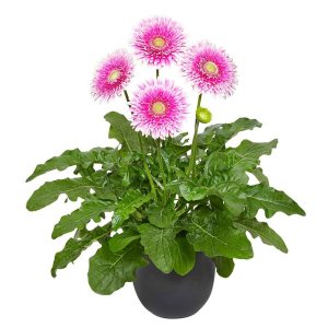 Gerbera-Patio-Monte-Viso