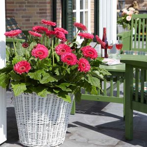 Gerbera-Patio-Bighorn