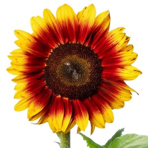 Helianthus Solano Flame