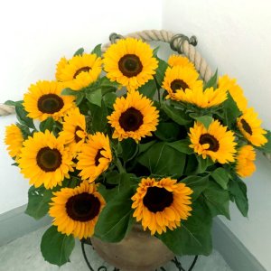 Helianthus Solano Orange Early