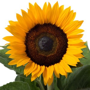 Helianthus Solano Orange 12