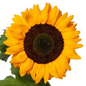 Helianthus Solano Deep Orange