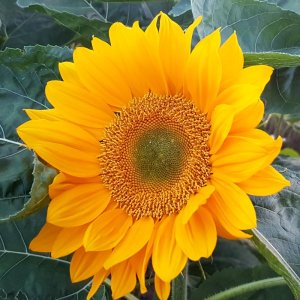 Helianthus Sunrich Summer Gold