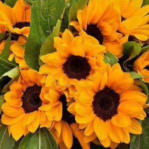 Helianthus Vincents Choice Summer