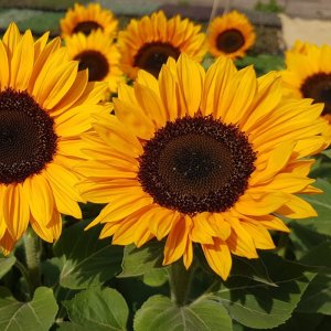 Helianthus Vincents Choice Tangy