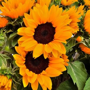 Helianthus Vincents Choice Tangy