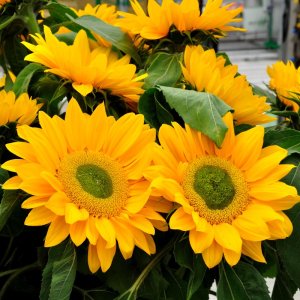 Helianthus Vincents Choice