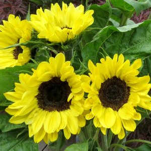 Helianthus Vincents Fresh DMR