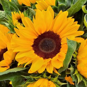 Helianthus Vincents Choice Deep Orange DMR