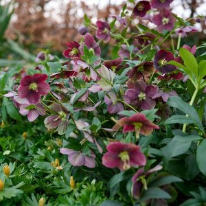 Helleborus-Glamour-Bijoux