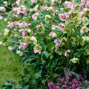 Helleborus-Glamour-Beaming-Blush