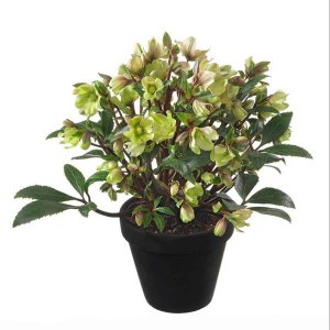 Helleborus-JWLS-Guess