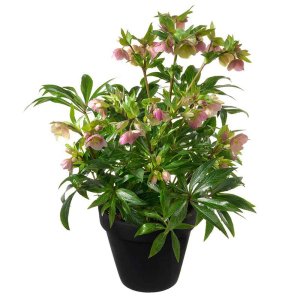 Helleborus-JWLS-Dacaya