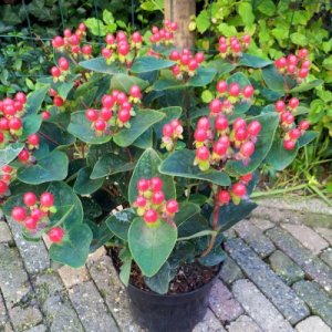 Hypericum Miracle Grandeur