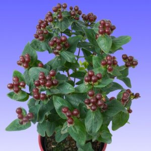 Hypericum Miracle Marvel