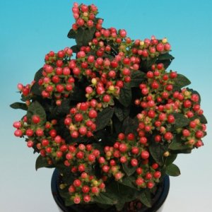Hypericum Miracle Summer