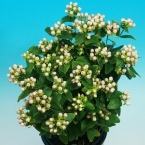Hypericum Miracle Blizz
