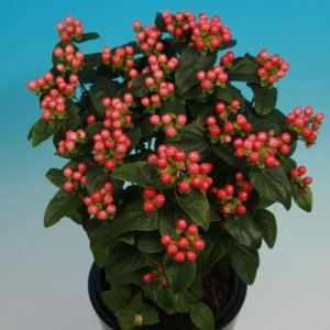 Hypericum Miracle Blossom