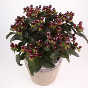 Hypericum Miracle Night