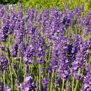 Lavandula Bahama