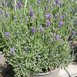 Lavandula angustifolia Cleo-Patio