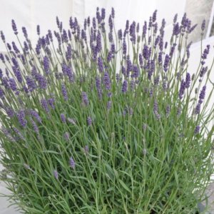 Lavandula Havanna