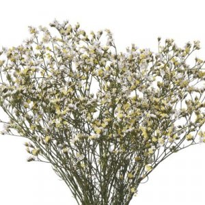 Limonium China White