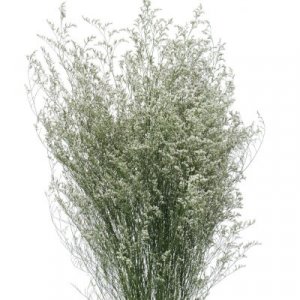 Limonium Misty White