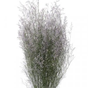 Limonium Misty Blue