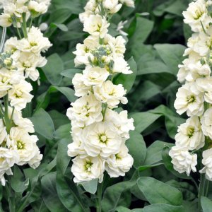 Matthiola Centum White