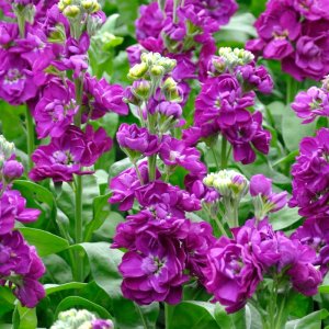 Matthiola Centum Deep Blue