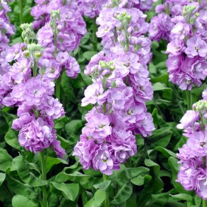 Matthiola Centum Lavender