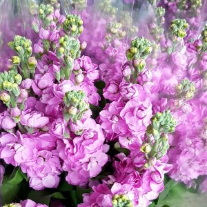 Matthiola Centum Pink