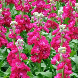 Matthiola Centum Red