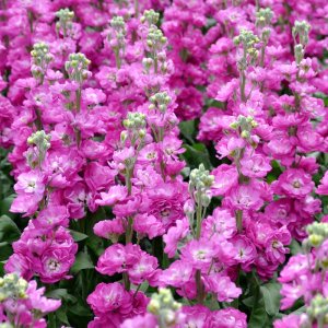 Matthiola Centum Rose