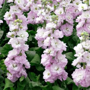 Matthiola Centum Soft Pink